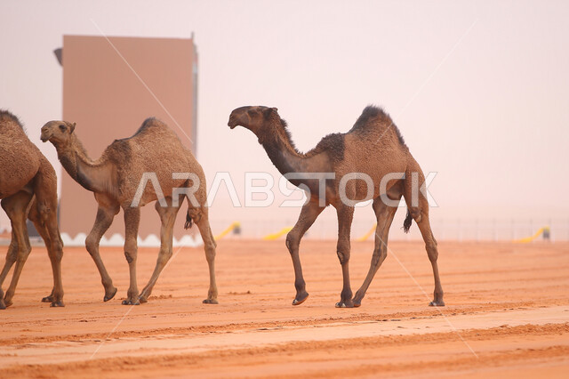 مفهوم تربية ورعاية الجمال، عرض أجود انواع النوق في السعوديه، بدء سباق الهجن في ذكرى تأسيس الدولة السعودية الأولى 22 فبراير, مجموعه من حيوان الجمل في المناطق الصحراوية، يوم بدينا 1727م, أنشطة عربية شعبية تراثية