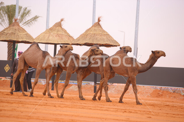 عرض أجود انواع النوق في السعوديه، بدء سباق الهجن في ذكرى تأسيس الدولة السعودية الأولى 22 فبراير, مفهوم تربية ورعاية الجمال، مجموعه من حيوان الجمل في المناطق الصحراوية، يوم بدينا 1727م, أنشطة عربية شعبية تراثية