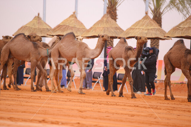 بدء سباق الهجن، ذكرى تأسيس الدولة السعودية الأولى 22 فبراير, عرض أجود انواع النوق في السعوديه، مفهوم تربية ورعاية الجمال، مجموعه من حيوان الجمل في المناطق الصحراوية، يوم بدينا 1727م, أنشطة عربية شعبية تراثية