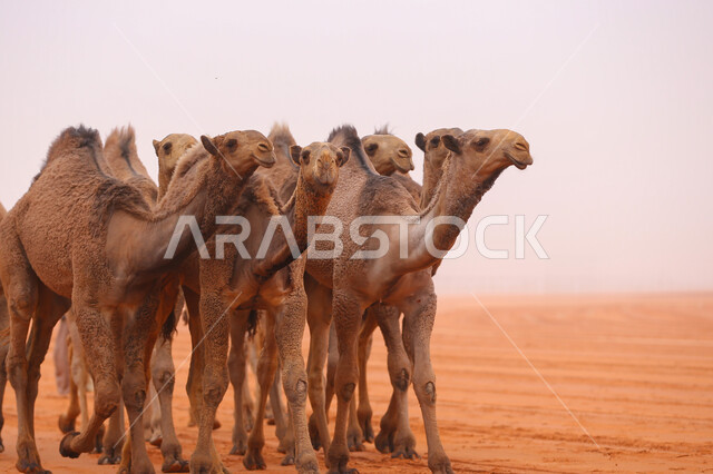مفهوم تربية ورعاية الجمال، عرض أجود انواع النوق في السعوديه، بدء سباق الهجن في ذكرى تأسيس الدولة السعودية الأولى 22 فبراير, مجموعه من حيوان الجمل في المناطق الصحراوية، يوم بدينا 1727م, أنشطة عربية شعبية تراثية