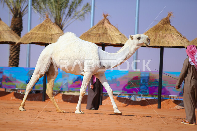 حيوان الجمل يمشي على الرمال الذهبية الناعمة في المناطق الصحراوية، يوم بدينا 1727م، أنشطة عربية شعبية تراثية، مفهوم تربية ورعاية الجمال، عرض أجود انواع النوق في السعوديه، بدء سباق الهجن في ذكرى تأسيس الدولة السعودية الأولى 22 فبراير