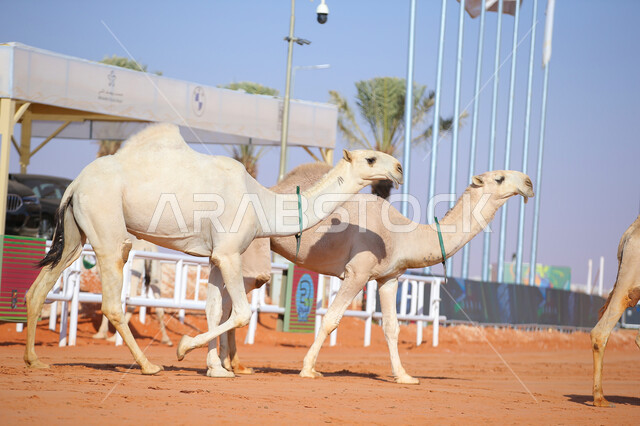 يوم بدينا 1727م، أنشطة عربية شعبية تراثية، مفهوم تربية ورعاية الجمال، عرض أجود انواع النوق في السعوديه، بدء سباق الهجن في ذكرى تأسيس الدولة السعودية الأولى 22 فبراير, مجموعه من حيوان الجمل تجري على الرمال الذهبية الناعمة في المناطق الصحراوية