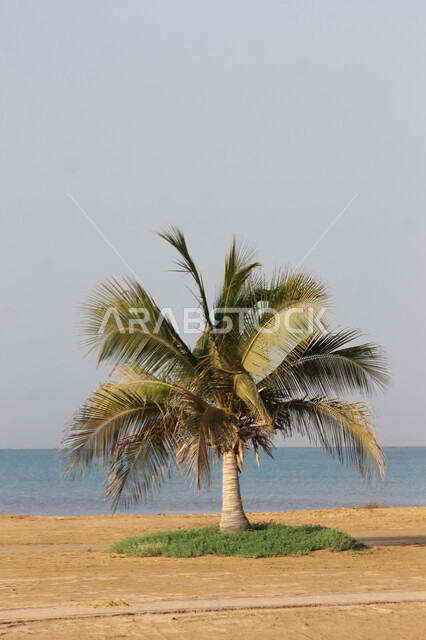 الكورنيش و الواجهة البحرية في المملكة العربية السعودية, معالم و مناطق سياحية، المناظر الطبيعيه و الأشجار والأماكن الترفيهية في الخليج، الاطلالة الساحلية للبحر