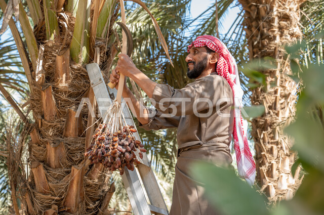 محميات طبيعية لزراعة أشجار النخيل ،الاهتمام بالمساحات الخضراء والحفاظ على الانتاج المحلي, محاصيل ومنتجات وطنية محلية, مزارع النخل المثمرة في الأراضي الزراعية في السعودية، فلاح عربي خليجي سعودي يرتدي الزي الشعبي يقوم بقطف ثمار التمور في موسم الجني والحصاد