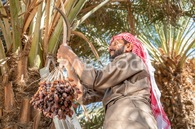 الاهتمام بالمساحات الخضراء والحفاظ على البيئة والانتاج المحلي, محاصيل ومنتجات وطنية محلية, مزارع النخل المثمرة في الأراضي الزراعية في السعودية، محميات طبيعية لزراعة أشجار النخيل ،صورة من الاسفل لفلاح عربي خليجي سعودي يرتدي الزي الشعبي يقوم بقطف ثمار التمور