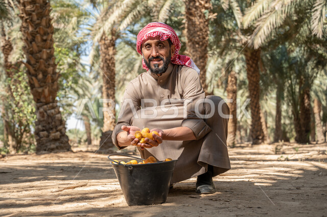 موسم جني و حصاد التمور ،النظر إلى الكاميرا بإيماءات السرور، المحافظة على التراث الزراعي الغني، فلاح عربي خليجي سعودي يرتدي الزي الشعبي ويحمل بين كفيه حبات الرطب الطازج، منتجات ومحاصيل وطنية محلية، دور الفلاحين السعوديين في رعاية الاراضي الزراعية