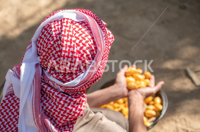 منتجات ومحاصيل وطنية محلية، المحافظة على التراث الزراعي الغني، صورة مقربة من الخلف لرجل عربي خليجي سعودي يرتدي الزي الشعبي ويحمل بين كفيه حبات الرطب الطازج، موسم حصاد وطني التمور،  دور الفلاحين السعوديين في رعاية الاراضي الزراعية