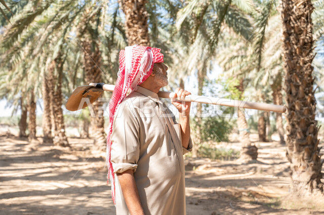 النظر الى شيء ما، الاستعداد لحراثة الأراضي الزراعية ،مفهوم مهنة الفلاحة، دور الفلاحين السعوديين في المحافظة على التراث الزراعي والإنتاج المحلي، صورة مقربة لفلاح كبير السن عربي خليجي سعودي يرتدي الزي الشعبي التقليدي يحمل على كتفه مجرفه الحفر يتجول في مزارع النخيل