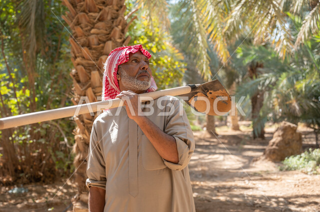 Preparing to plow green agricultural lands, the concept of the agricultural profession, the role of Saudi farmers in preserving agricultural heritage and local production, a close-up picture of an elderly Saudi Arabian Gulf farmer wearing traditional folk dress, carrying a digging shovel on his shoulder, wandering through palm farms.