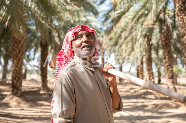 Preparing to plow green agricultural lands, the concept of the agricultural profession, the role of Saudi farmers in preserving agricultural heritage and local production, a close-up picture of an elderly Saudi Arabian Gulf farmer wearing traditional folk dress, carrying a digging shovel on his shoulder, wandering through palm farms.