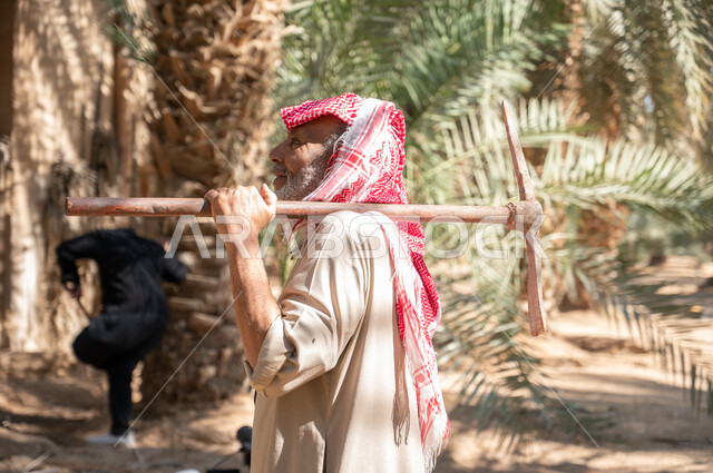 مفهوم مهنة الفلاحة، الاستعداد لحراثة الأراضي الزراعية الخضراء ،دور الفلاحين السعوديين في المحافظة على التراث الزراعي والإنتاج المحلي، صورة من الجانب لفلاح كبير السن عربي خليجي سعودي يرتدي الزي الشعبي التقليدي يحمل بيده أداة الحفر يتجول في مزارع النخيل