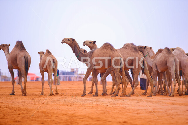 A display of the finest camels in Saudi Arabia, popular Arab heritage activities, the anniversary of the founding of the first Saudi state on February 22, the concept of raising and caring for camels, a group of camels in the desert areas, Day of Dina 1727 AD, seasonal camel races in the Kingdom