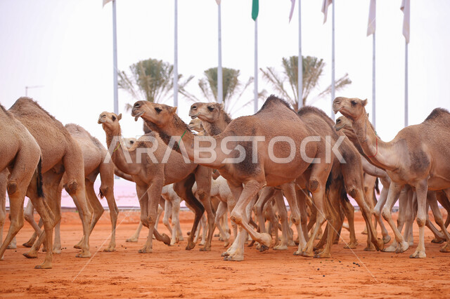 A display of the finest camels in Saudi Arabia, popular Arab heritage activities, the anniversary of the founding of the first Saudi state on February 22, the concept of raising and caring for camels, a group of camels in the desert areas, Day of Dina 1727 AD, seasonal camel races in the Kingdom