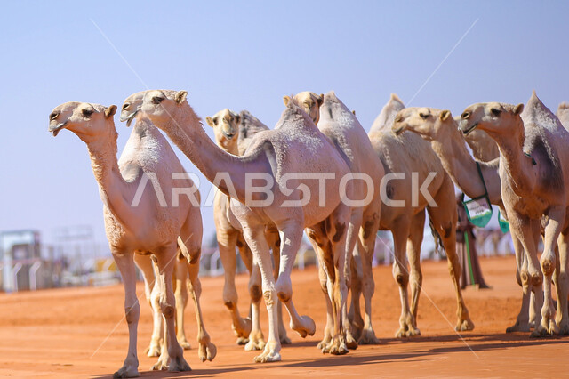 A display of the finest camels in Saudi Arabia, popular Arab heritage activities, the anniversary of the founding of the first Saudi state on February 22, the concept of raising and caring for camels, a group of camels in the desert areas, Day of Dina 1727 AD, seasonal camel races in the Kingdom