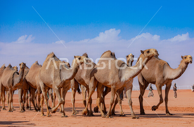 عرض أجود انواع النوق في السعوديه، أنشطة عربية شعبية تراثية, ذكرى تأسيس الدولة السعودية الأولى 22 فبراير,  مفهوم تربية ورعاية الجمال، مجموعه من حيوان الإبل في المناطق الصحراوية، يوم بدينا 1727م، سباقات الهجن الموسميه في المملكه