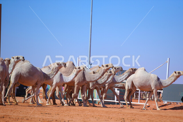 عرض أجود انواع النوق في السعوديه، أنشطة عربية شعبية تراثية, ذكرى تأسيس الدولة السعودية الأولى 22 فبراير,  مفهوم تربية ورعاية الجمال، مجموعه من حيوان الإبل في المناطق الصحراوية، يوم بدينا 1727م، سباقات الهجن الموسميه في المملكه