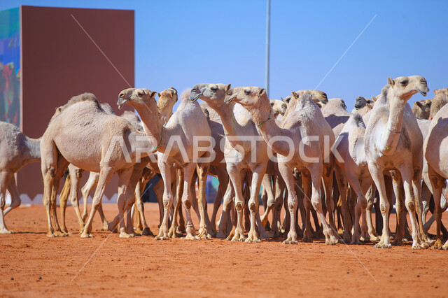 A display of the finest camels in Saudi Arabia, popular Arab heritage activities, the anniversary of the founding of the first Saudi state on February 22, the concept of raising and caring for camels, a group of camels in the desert areas, Day of Dina 1727 AD, seasonal camel races in the Kingdom