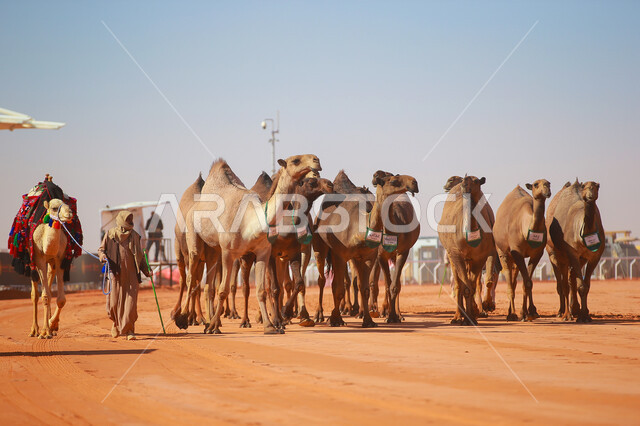 A display of the finest camels in Saudi Arabia, popular Arab heritage activities, the anniversary of the founding of the first Saudi state on February 22, the concept of raising and caring for camels, a group of camels in the desert areas, Day of Dina 1727 AD, seasonal camel races in the Kingdom