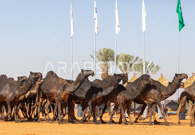 A display of the finest camels in Saudi Arabia, popular Arab heritage activities, the anniversary of the founding of the first Saudi state on February 22, the concept of raising and caring for camels, a group of camels in the desert areas, Day of Dina 1727 AD, seasonal camel races in the Kingdom