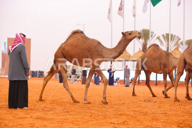 مجموعه من حيوان الجمل في المناطق الصحراوية، أنشطة عربية شعبية تراثية، راعي عربي خليجي سعودي يقوم برعي الإبل, ذكرى تأسيس الدولة السعودية 22 فبراير, عرض أجود انواع النوق في السعوديه، الاستعداد لبدء سباق الهجن الموسمي في المملكة، يوم بدينا 1727م