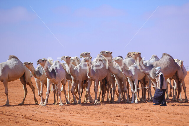 مجموعه من حيوان الجمل في المناطق الصحراوية، أنشطة عربية شعبية تراثية، راعي عربي خليجي سعودي يقوم برعي الإبل, ذكرى تأسيس الدولة السعودية 22 فبراير, عرض أجود انواع النوق في السعوديه، الاستعداد لبدء سباق الهجن الموسمي في المملكة، يوم بدينا 1727م