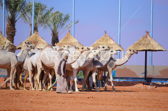 مجموعه من حيوان الجمل في المناطق الصحراوية، أنشطة عربية شعبية تراثية، راعي عربي خليجي سعودي يقوم برعي الإبل, ذكرى تأسيس الدولة السعودية 22 فبراير, عرض أجود انواع النوق في السعوديه، الاستعداد لبدء سباق الهجن الموسمي في المملكة، يوم بدينا 1727م