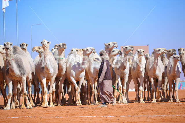 مجموعه من حيوان الجمل في المناطق الصحراوية، أنشطة عربية شعبية تراثية، راعي عربي خليجي سعودي يقوم برعي الإبل, ذكرى تأسيس الدولة السعودية 22 فبراير, عرض أجود انواع النوق في السعوديه، الاستعداد لبدء سباق الهجن الموسمي في المملكة، يوم بدينا 1727م