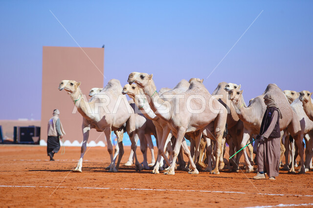 مجموعه من حيوان الجمل في المناطق الصحراوية، أنشطة عربية شعبية تراثية، راعي عربي خليجي سعودي يقوم برعي الإبل, ذكرى تأسيس الدولة السعودية 22 فبراير, عرض أجود انواع النوق في السعوديه، الاستعداد لبدء سباق الهجن الموسمي في المملكة، يوم بدينا 1727م
