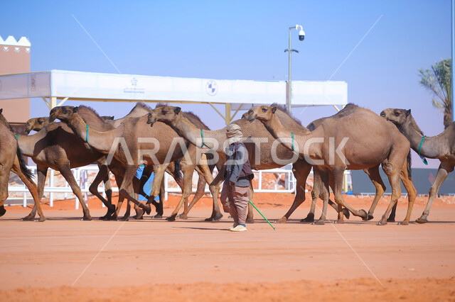 مجموعه من حيوان الجمل في المناطق الصحراوية، أنشطة عربية شعبية تراثية، راعي عربي خليجي سعودي يقوم برعي الإبل, ذكرى تأسيس الدولة السعودية 22 فبراير, عرض أجود انواع النوق في السعوديه، الاستعداد لبدء سباق الهجن الموسمي في المملكة، يوم بدينا 1727م