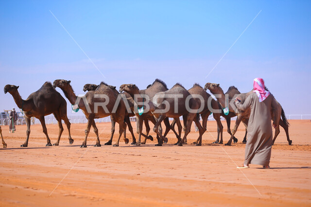 A group of camels in desert areas, popular Arab heritage activities, a Saudi Gulf Arab man inspecting camels, the anniversary of the founding of the Saudi state on February 22, a display of the finest camels in Saudi Arabia, preparations for the start of the seasonal camel race in the Kingdom, the day of our life 1727 AD.