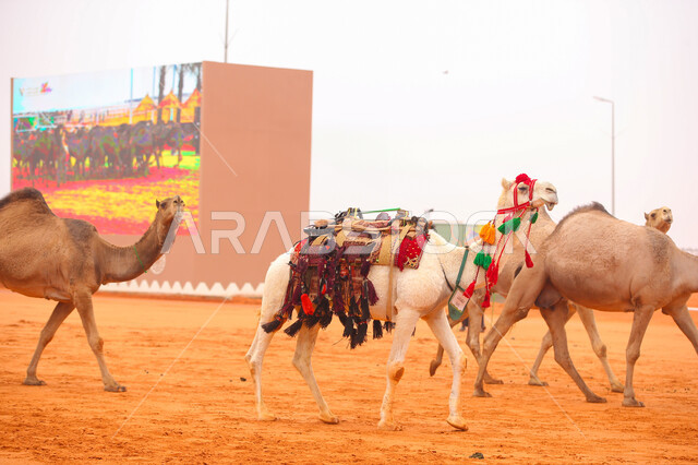بدء سباق الهجن على الرمال الذهبية، مفهوم رعاية وتربية الجمال، يوم بدينا 1727م, أنشطة عربية شعبية تراثية، ذكرى تأسيس الدولة السعودية الأولى 22 فبراير, عرض أجود انواع النوق في السعوديه، مجموعه من حيوان الجمل في المناطق الصحراوية