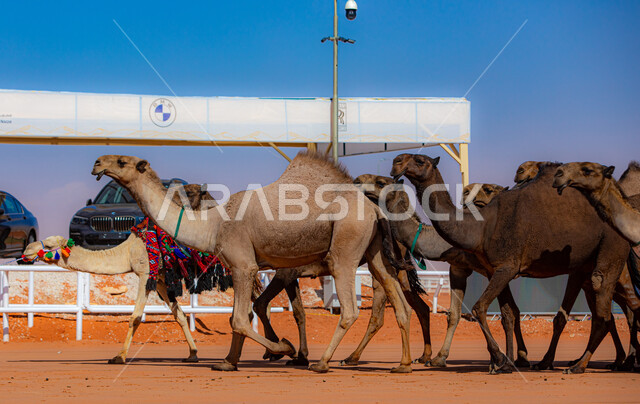 بدء سباق الهجن على الرمال الذهبية، مفهوم رعاية وتربية الجمال، يوم بدينا 1727م, أنشطة عربية شعبية تراثية، ذكرى تأسيس الدولة السعودية الأولى 22 فبراير, عرض أجود انواع النوق في السعوديه، مجموعه من حيوان الجمل في المناطق الصحراوية