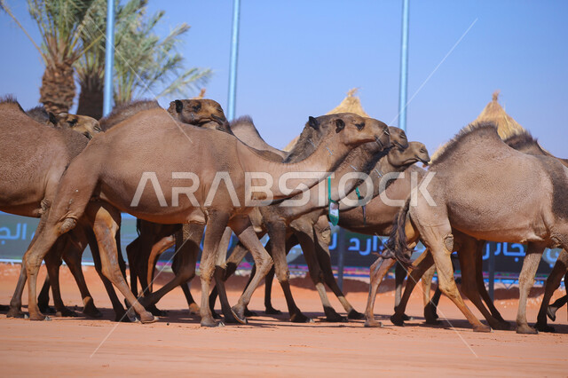 The start of the camel race on the golden sands, the concept of caring and raising camels, Day of Our Day 1727 AD, popular Arab heritage activities, the anniversary of the founding of the first Saudi state, February 22, a display of the finest camels in Saudi Arabia, a group of camels in the desert areas