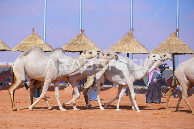 بدء سباق الهجن على الرمال الذهبية، مفهوم رعاية وتربية الجمال، يوم بدينا 1727م, أنشطة عربية شعبية تراثية، ذكرى تأسيس الدولة السعودية الأولى 22 فبراير, عرض أجود انواع النوق في السعوديه، مجموعه من حيوان الجمل في المناطق الصحراوية