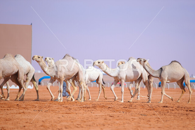 بدء سباق الهجن على الرمال الذهبية، مفهوم رعاية وتربية الجمال، يوم بدينا 1727م, أنشطة عربية شعبية تراثية، ذكرى تأسيس الدولة السعودية الأولى 22 فبراير, عرض أجود انواع النوق في السعوديه، مجموعه من حيوان الجمل في المناطق الصحراوية