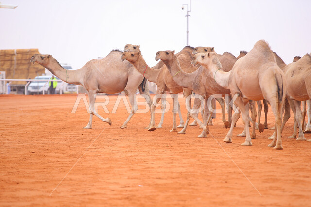 The start of the camel race on the golden sands, the concept of caring and raising camels, Day of Our Day 1727 AD, popular Arab heritage activities, the anniversary of the founding of the first Saudi state, February 22, a display of the finest camels in Saudi Arabia, a group of camels in the desert areas