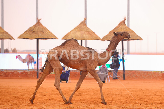  ذكرى تأسيس الدولة السعودية الأولى 22 فبراير, مفهوم تربية ورعاية الجمال، صورة مقربة لحيوان الإبل يمشي في المناطق الصحراوية، عرض أجود انواع النوق الثمينة في السعوديه، سباق الهجن السنوي في المملكة، يوم بدينا 1727م, أنشطة عربية شعبية تراثية
