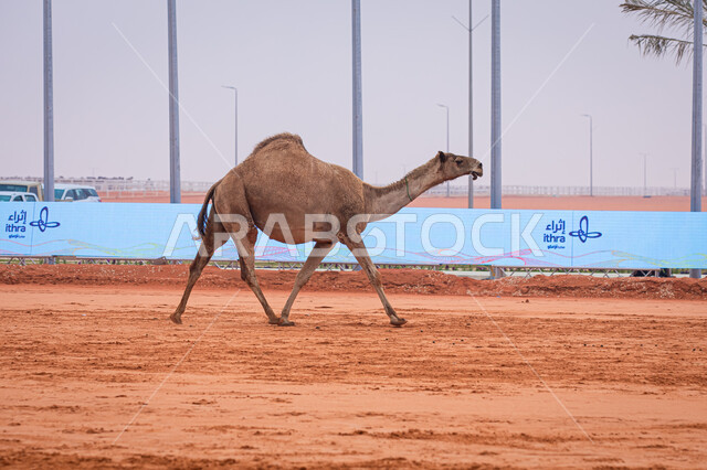  ذكرى تأسيس الدولة السعودية الأولى 22 فبراير, مفهوم تربية ورعاية الجمال، صورة مقربة لحيوان الإبل يمشي في المناطق الصحراوية، عرض أجود انواع النوق الثمينة في السعوديه، سباق الهجن السنوي في المملكة، يوم بدينا 1727م, أنشطة عربية شعبية تراثية