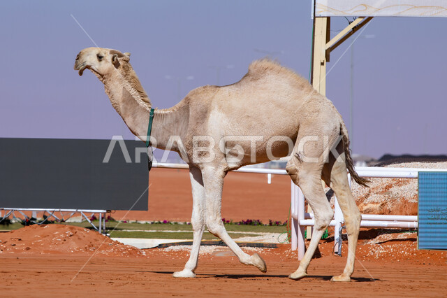  ذكرى تأسيس الدولة السعودية الأولى 22 فبراير, مفهوم تربية ورعاية الجمال، صورة مقربة لحيوان الإبل يمشي في المناطق الصحراوية، عرض أجود انواع النوق الثمينة في السعوديه، سباق الهجن السنوي في المملكة، يوم بدينا 1727م, أنشطة عربية شعبية تراثية