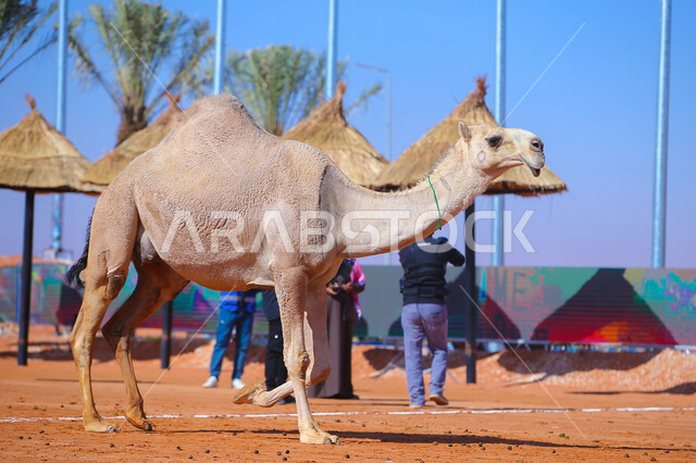 Anniversary of the founding of the first Saudi state, February 22, the concept of raising and caring for camels, a close-up picture of a camel walking in the desert areas, a display of the finest and precious camels in Saudi Arabia, the annual camel race in the Kingdom, Day of Our Day 1727 AD, popular traditional Arab activities