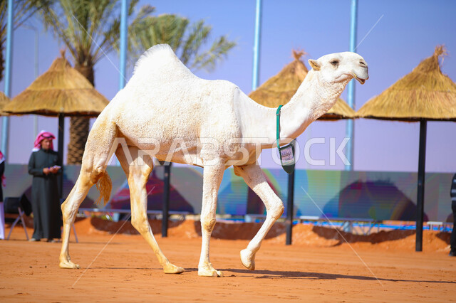  ذكرى تأسيس الدولة السعودية الأولى 22 فبراير, مفهوم تربية ورعاية الجمال، صورة مقربة لحيوان الإبل يمشي في المناطق الصحراوية، عرض أجود انواع النوق الثمينة في السعوديه، سباق الهجن السنوي في المملكة، يوم بدينا 1727م, أنشطة عربية شعبية تراثية