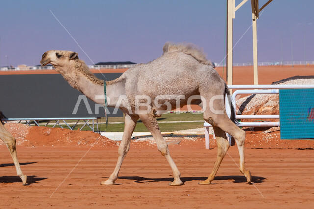  ذكرى تأسيس الدولة السعودية الأولى 22 فبراير, مفهوم تربية ورعاية الجمال، صورة مقربة لحيوان الإبل يمشي في المناطق الصحراوية، عرض أجود انواع النوق الثمينة في السعوديه، سباق الهجن السنوي في المملكة، يوم بدينا 1727م, أنشطة عربية شعبية تراثية