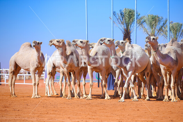 مفهوم تربية ورعاية الجمال، مجموعه من حيوان الإبل في المناطق الصحراوية، ذكرى تأسيس الدولة السعودية الأولى 22 فبراير، يوم بدينا 1727م, أنشطة عربية شعبية تراثية, عرض أجود انواع النوق في السعوديه، الاستعداد لبدء سباق الهجن
