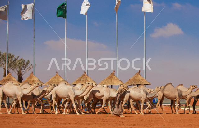 مفهوم تربية ورعاية الجمال، مجموعه من حيوان الإبل في المناطق الصحراوية، ذكرى تأسيس الدولة السعودية الأولى 22 فبراير، يوم بدينا 1727م, أنشطة عربية شعبية تراثية, عرض أجود انواع النوق في السعوديه، الاستعداد لبدء سباق الهجن
