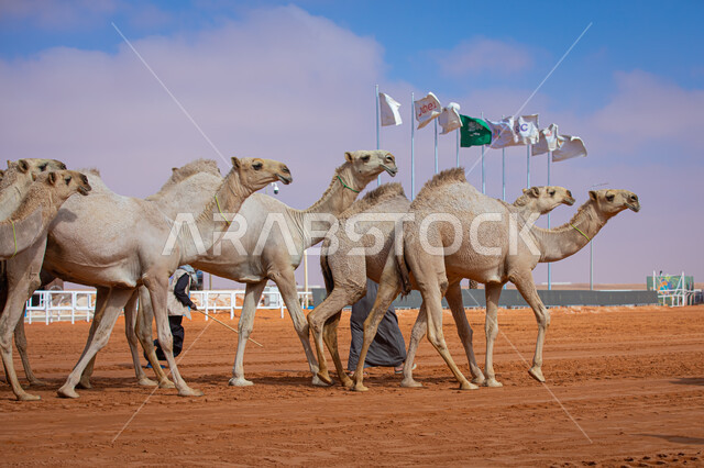 مفهوم تربية ورعاية الجمال، مجموعه من حيوان الإبل في المناطق الصحراوية، ذكرى تأسيس الدولة السعودية الأولى 22 فبراير، يوم بدينا 1727م, أنشطة عربية شعبية تراثية, عرض أجود انواع النوق في السعوديه، الاستعداد لبدء سباق الهجن