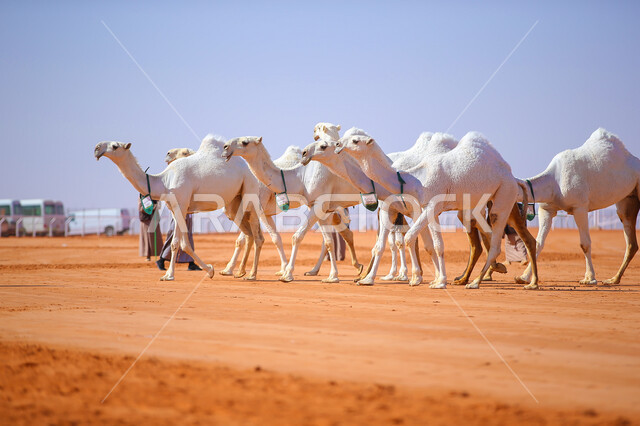 مفهوم تربية ورعاية الجمال، مجموعه من حيوان الإبل في المناطق الصحراوية، ذكرى تأسيس الدولة السعودية الأولى 22 فبراير، يوم بدينا 1727م, أنشطة عربية شعبية تراثية, عرض أجود انواع النوق في السعوديه، الاستعداد لبدء سباق الهجن