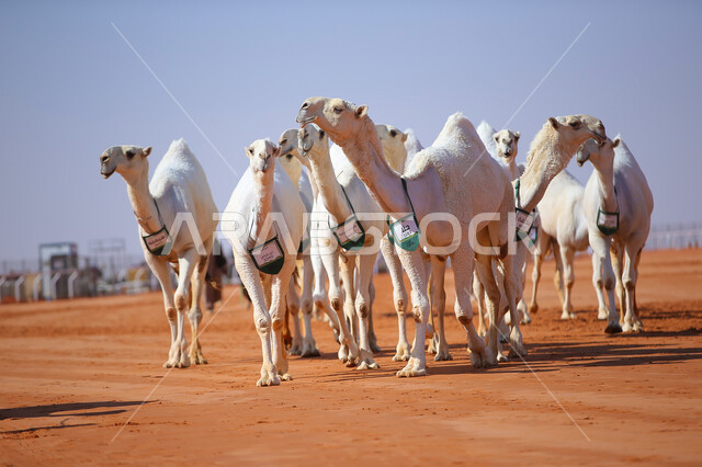 The concept of raising and caring for camels, a group of camels in the desert areas, the anniversary of the founding of the first Saudi state, February 22, the day of our fat 1727 AD, popular traditional Arab activities, displaying the finest camels in Saudi Arabia, preparing for the start of the camel race