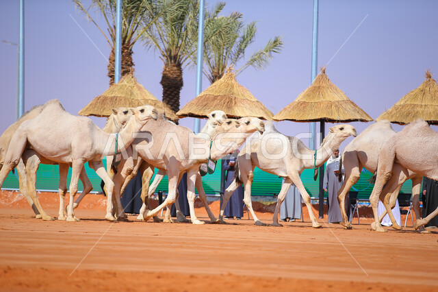 The concept of raising and caring for camels, a group of camels in the desert areas, the anniversary of the founding of the first Saudi state, February 22, the day of our fat 1727 AD, popular traditional Arab activities, displaying the finest camels in Saudi Arabia, preparing for the start of the camel race