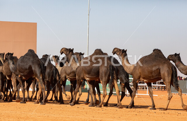 The concept of raising and caring for camels, a group of camels in the desert areas, the anniversary of the founding of the first Saudi state, February 22, the day of our fat 1727 AD, popular traditional Arab activities, displaying the finest camels in Saudi Arabia, preparing for the start of the camel race