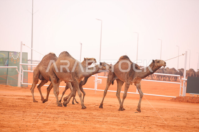 أنشطة عربية شعبية تراثية, عرض أجود انواع النوق في السعوديه، الاستعداد لبدء سباق الهجن، مفهوم تربية ورعاية الجمال، ذكرى تأسيس الدولة السعودية الأولى 22 فبراير، يوم بدينا 1727م, مجموعه من حيوان الإبل في المناطق الصحراوية